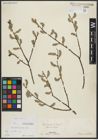 Foto von Salix aurita L.